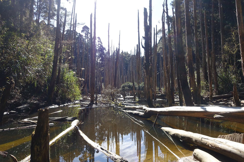 Photo of Outdoor in Xitou