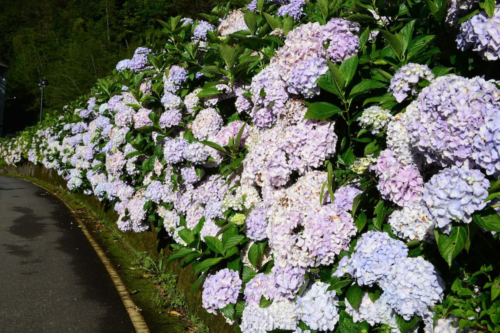 Photo of Outdoor in Xitou