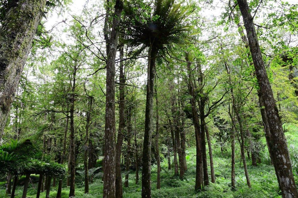 Photo of Outdoor in Xitou