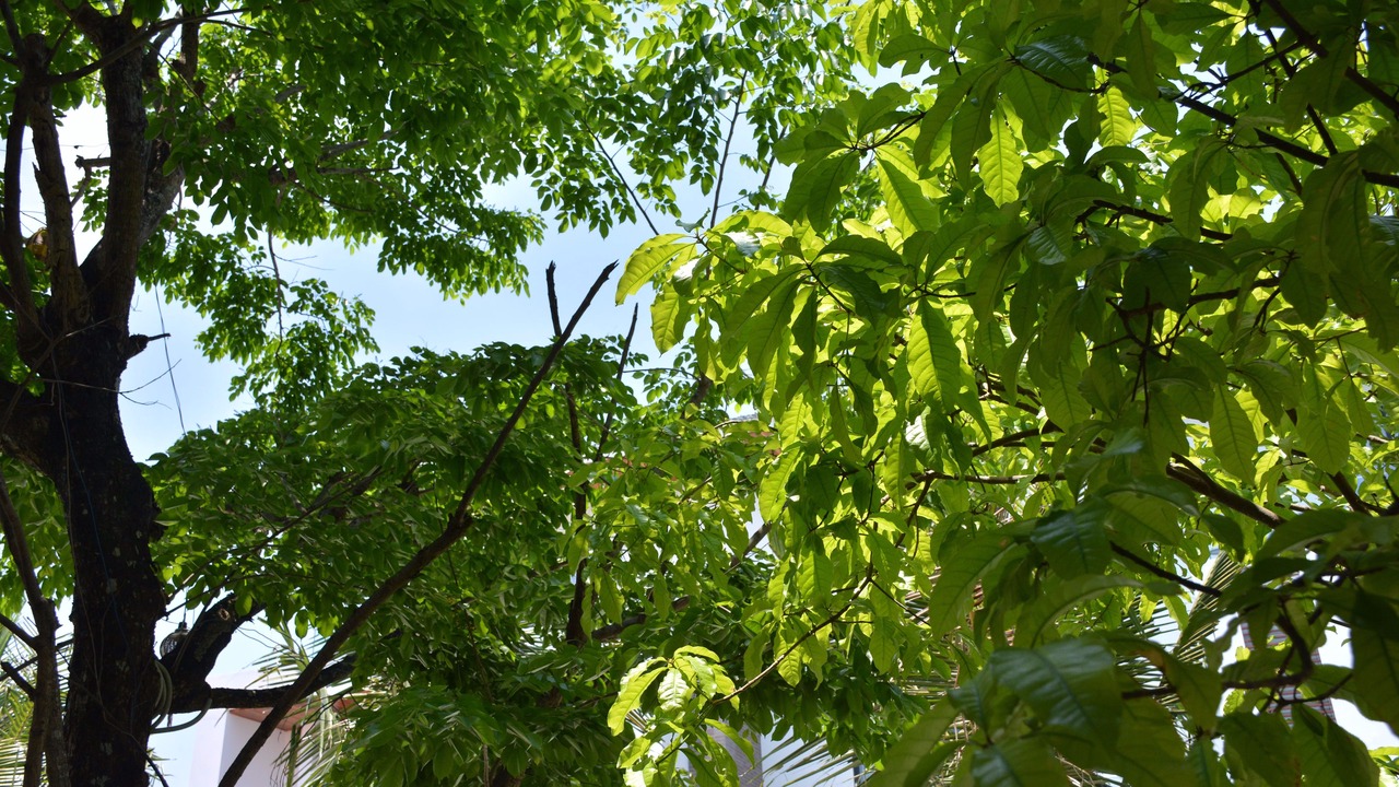 Photo of Outdoor in Thanh Ha