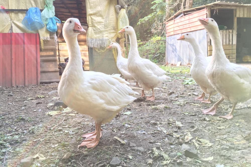 Photo of Others in Shitan