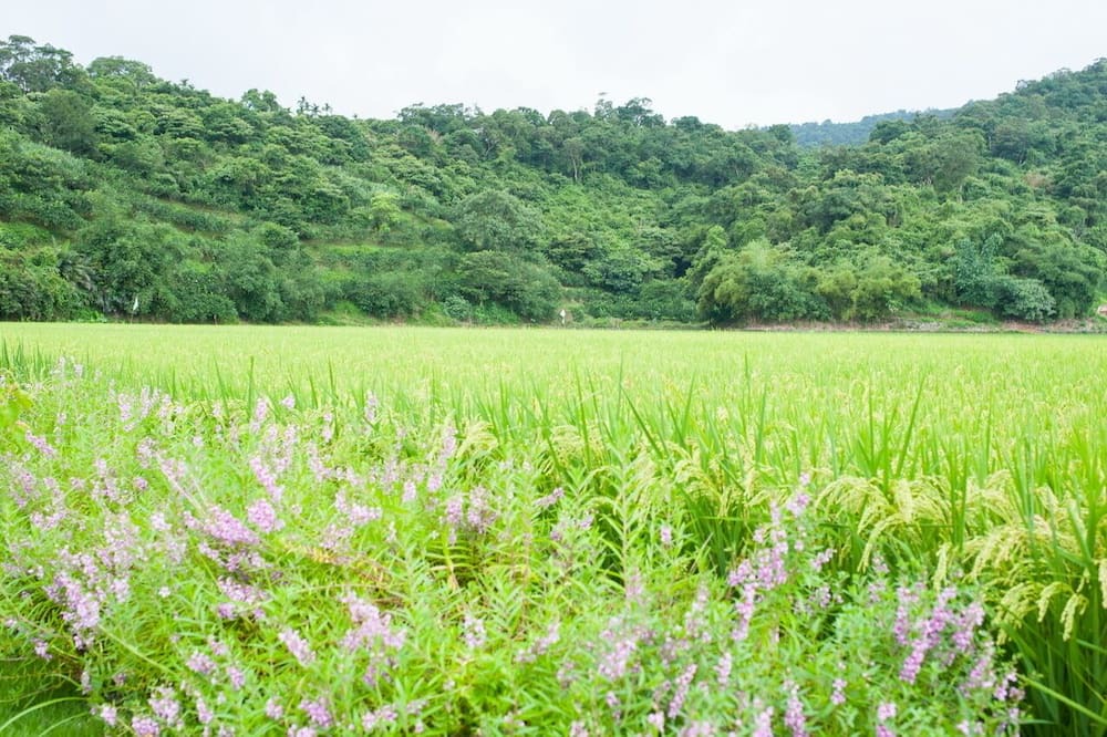 Photo of Outdoor in Dongshan