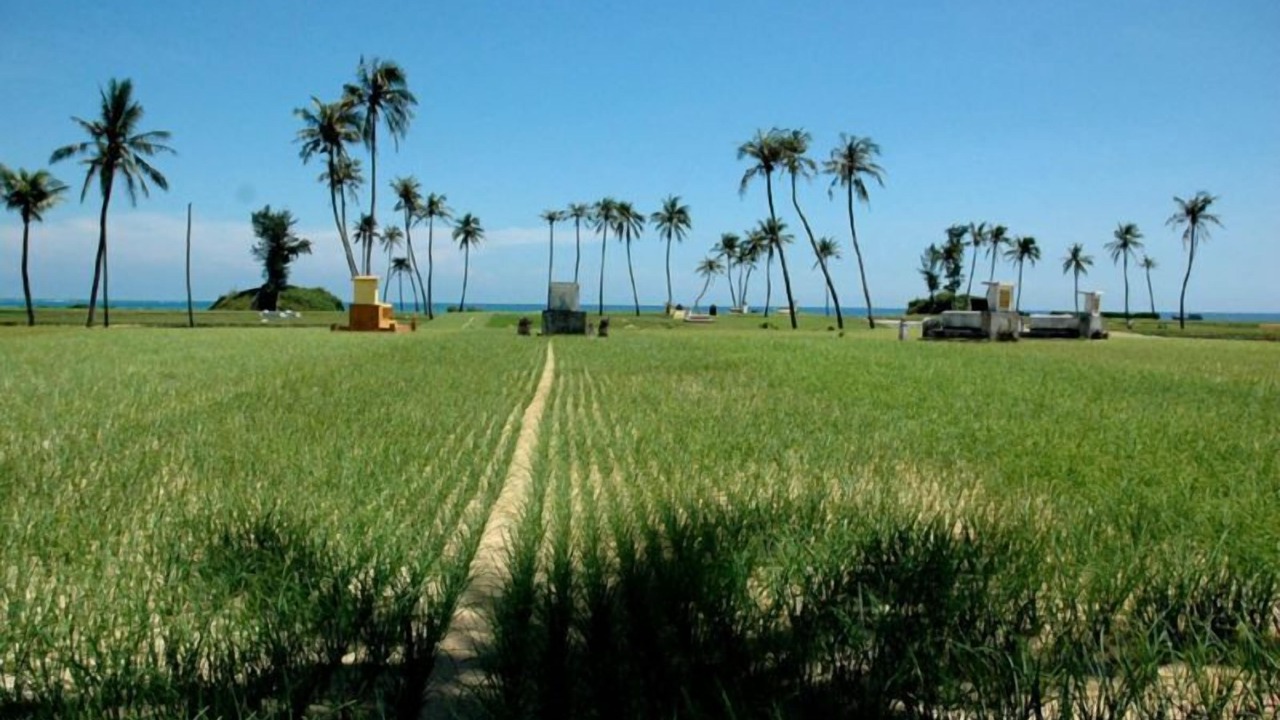 Photo of Outdoor in Ly Son
