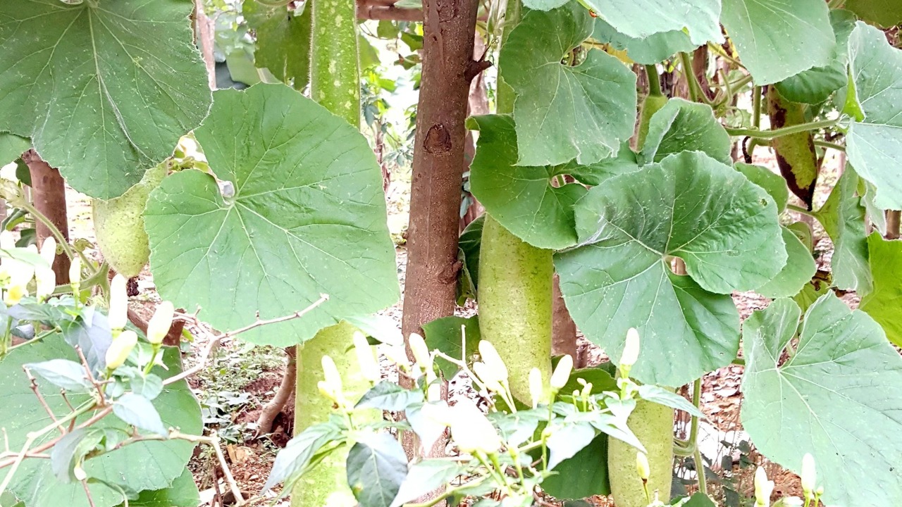 Photo of Outdoor in Son Trach