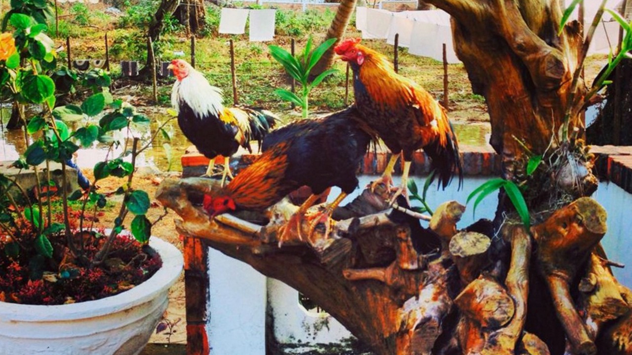 Photo of Outdoor in Cua Can Village