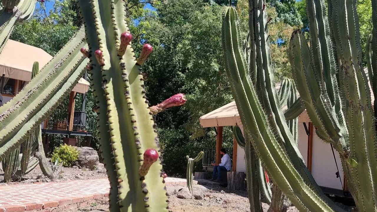 Photo of Outdoor in Amacueca