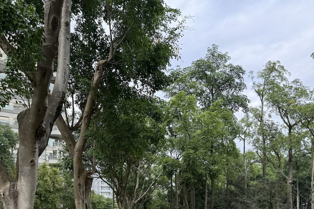 Photo of Outdoor in Xinyi