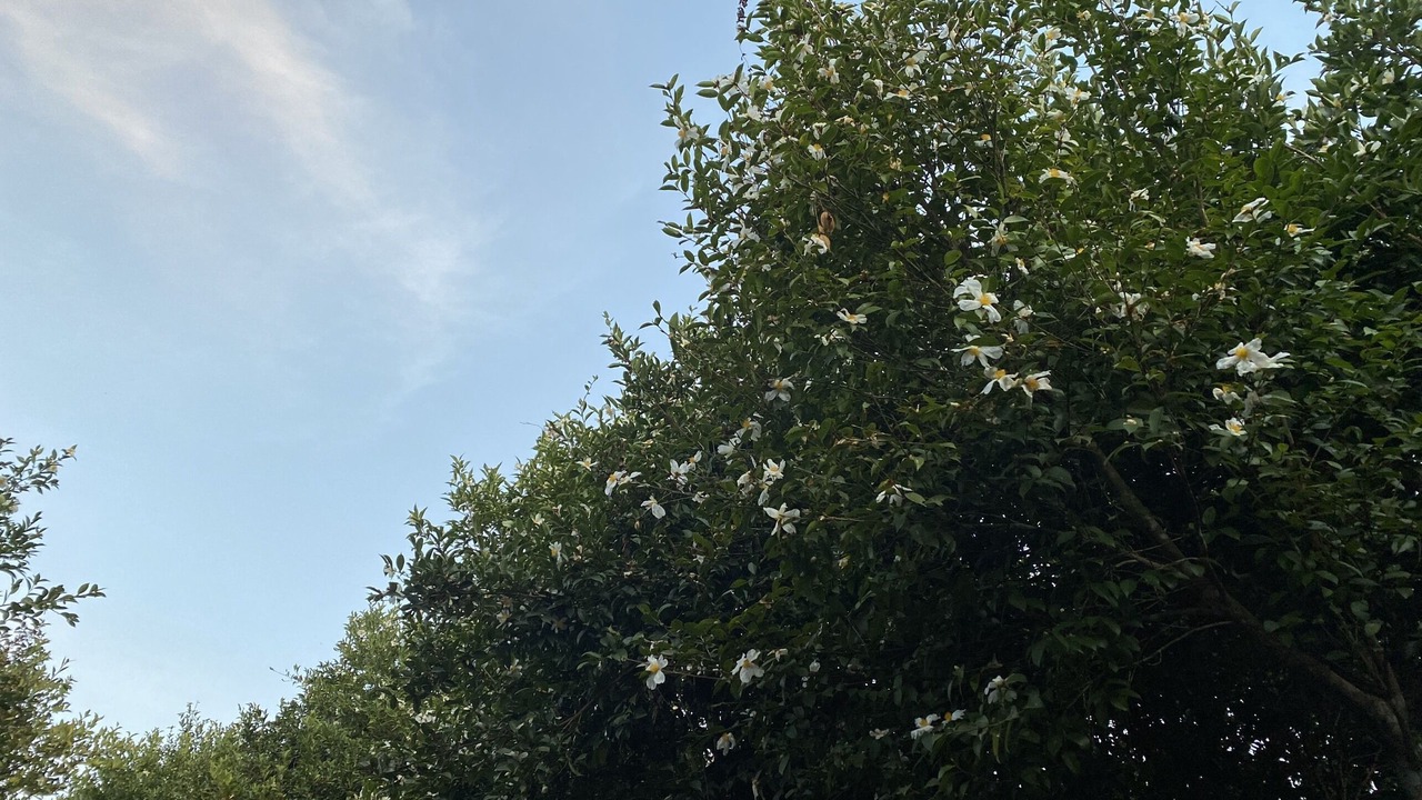 Photo of Outdoor in Him Lam