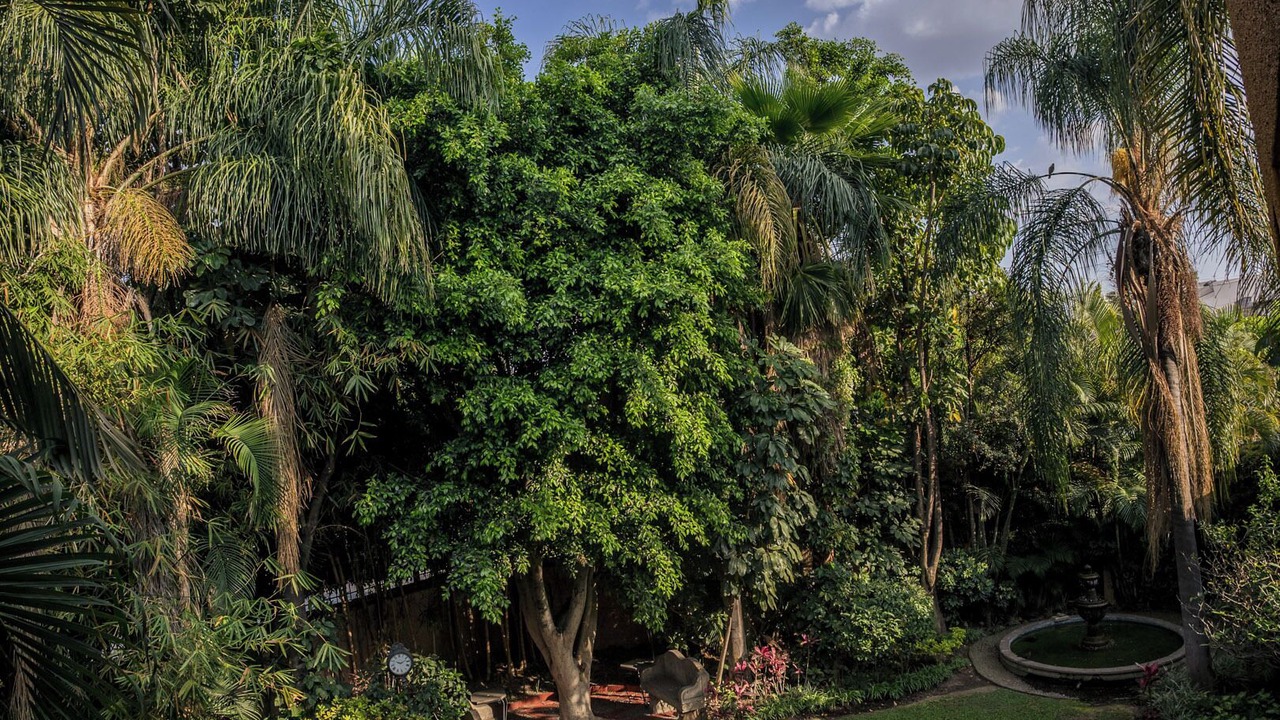 Photo of Outdoor in Zapopan