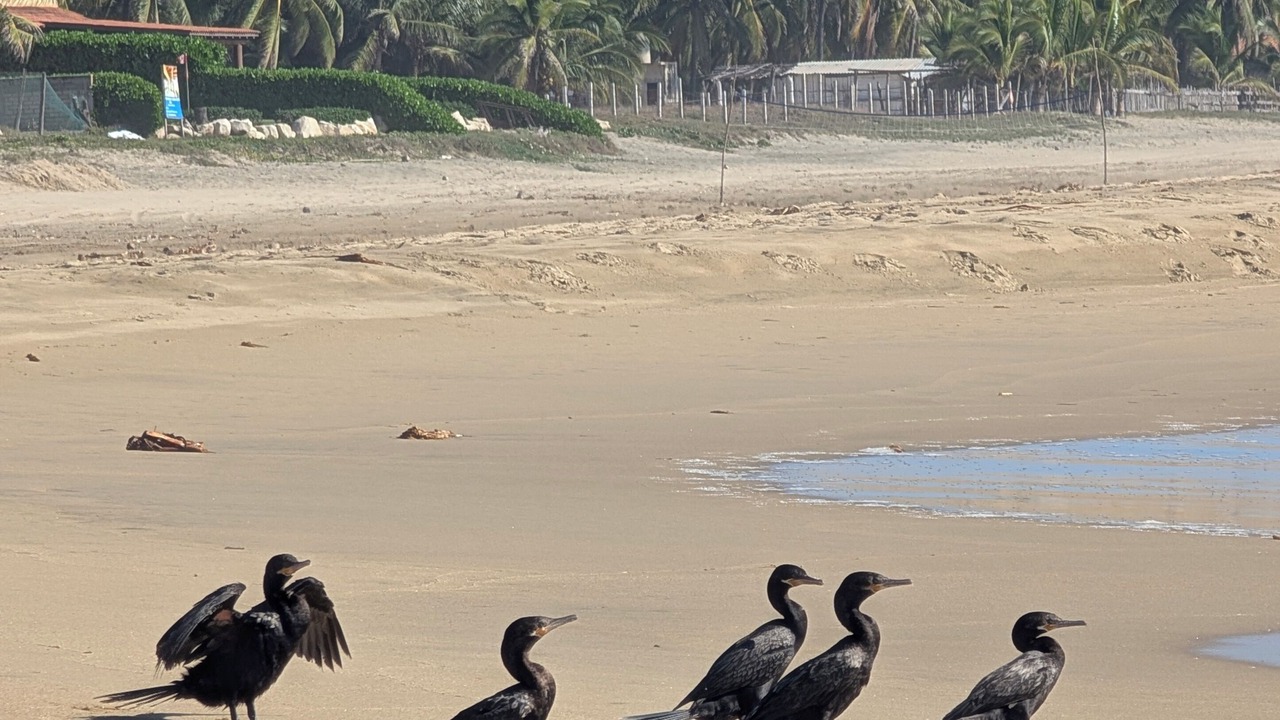 Photo of Others in Zihuatanejo