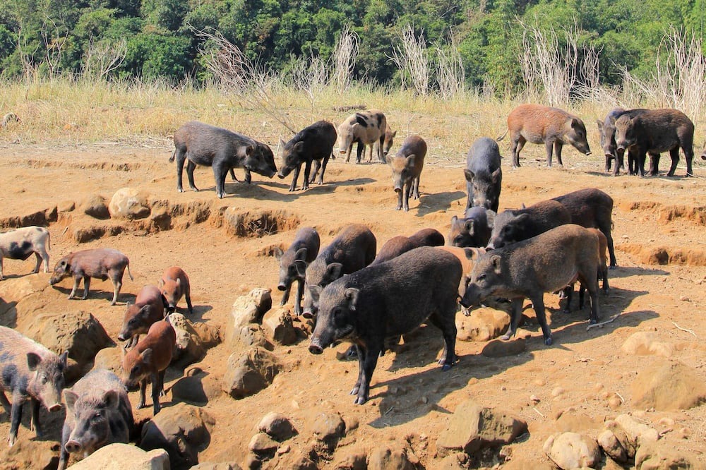 Photo of Others in Dapu
