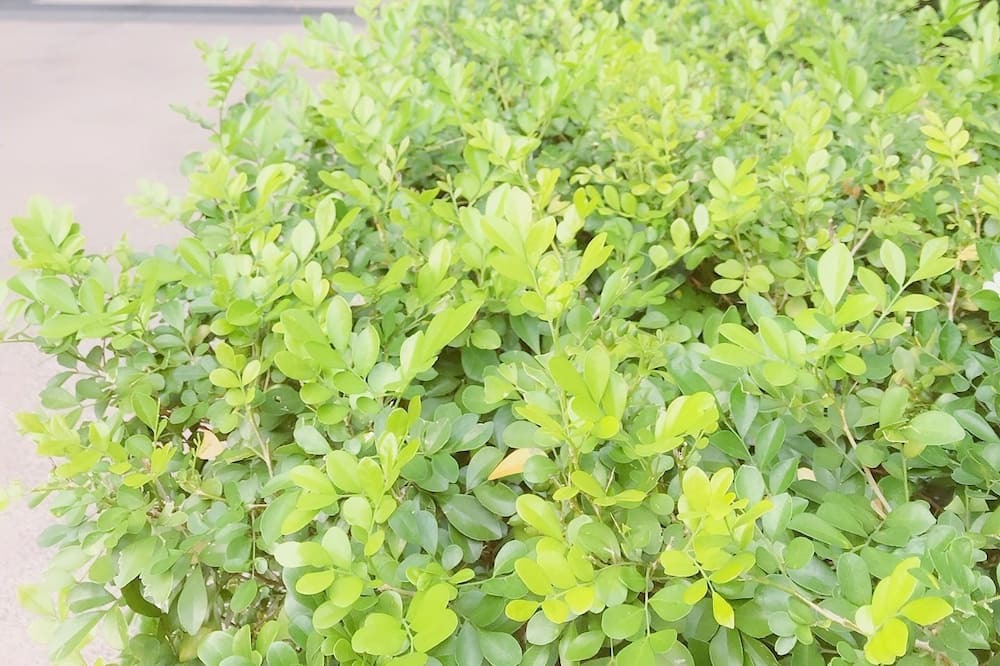 Photo of Outdoor in Xindian