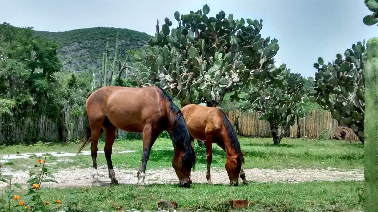 Photo of Others in Rojas de Cuauhtemoc