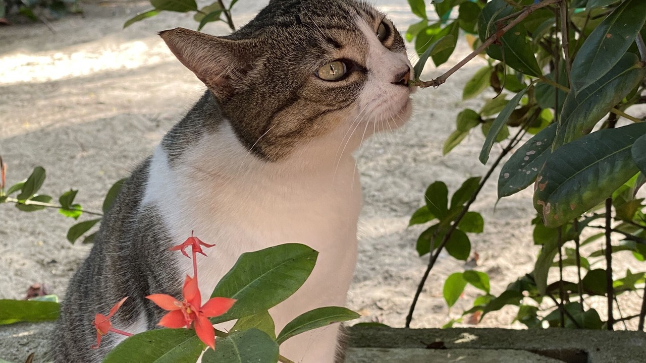 Photo of Others in Barra de Potosi