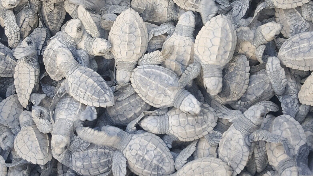 Photo of Others in Los Barriles