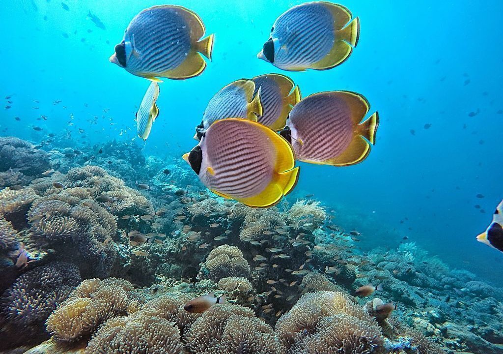 Photo of Others in Cozumel