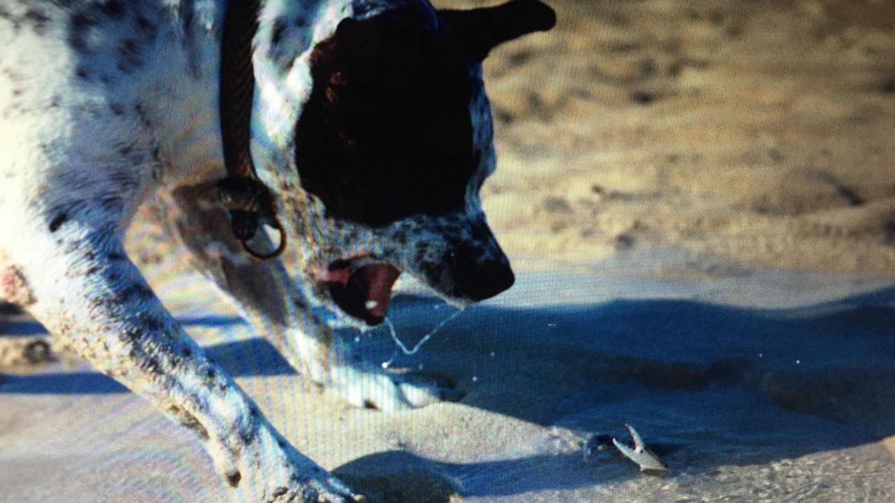 Photo of Others in Puerto Penasco