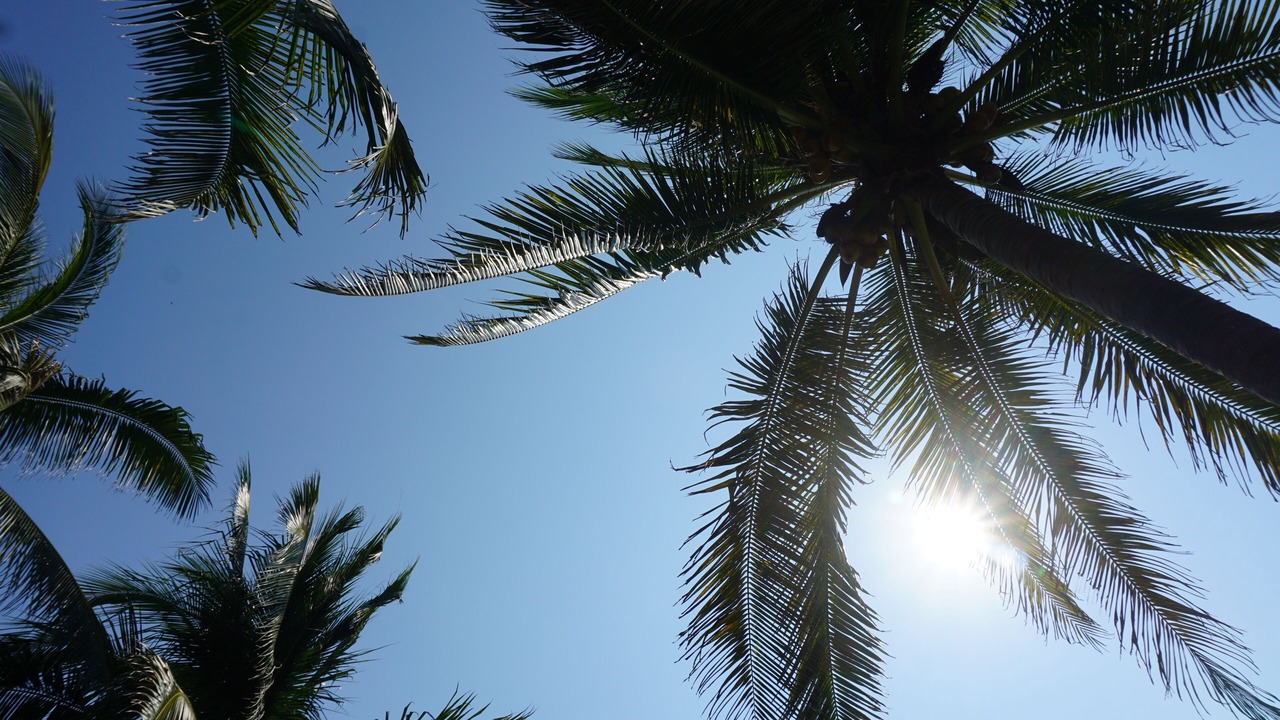 Photo of Others in Troncones