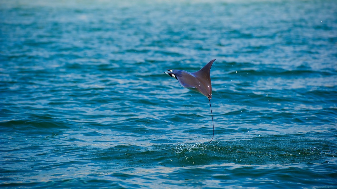 Photo of Others in Santa Maria Huatulco