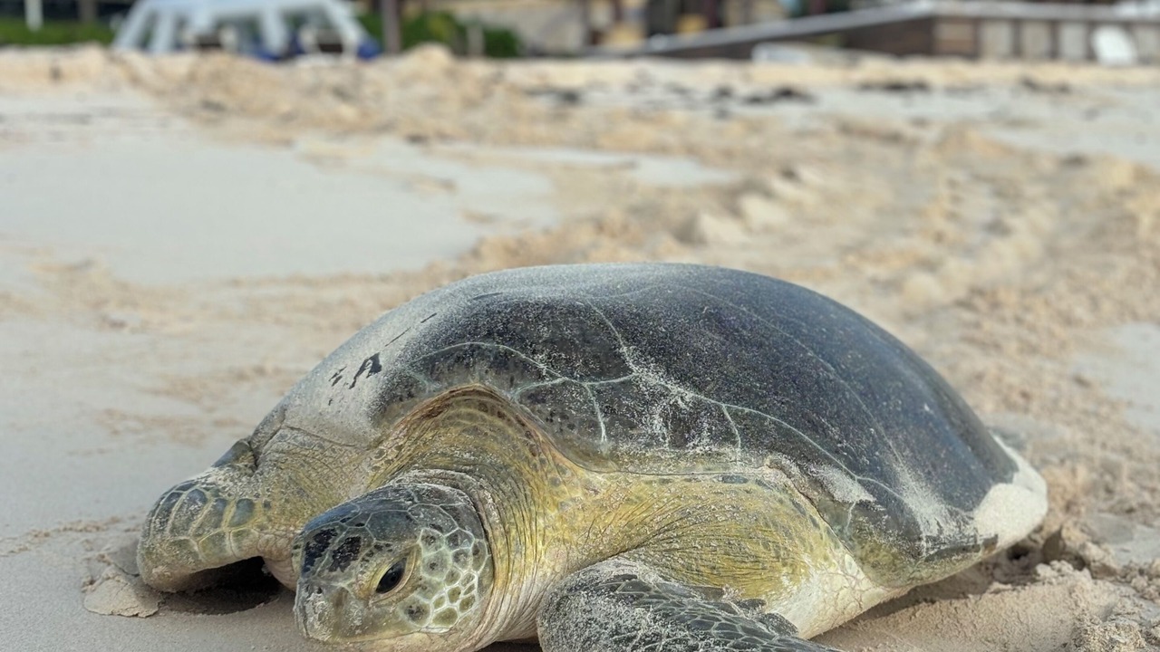 Photo of Others in Playa del Secreto