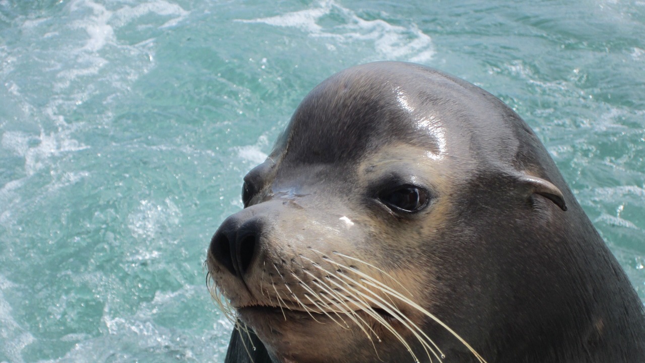 Photo of Others in Cabo Bello