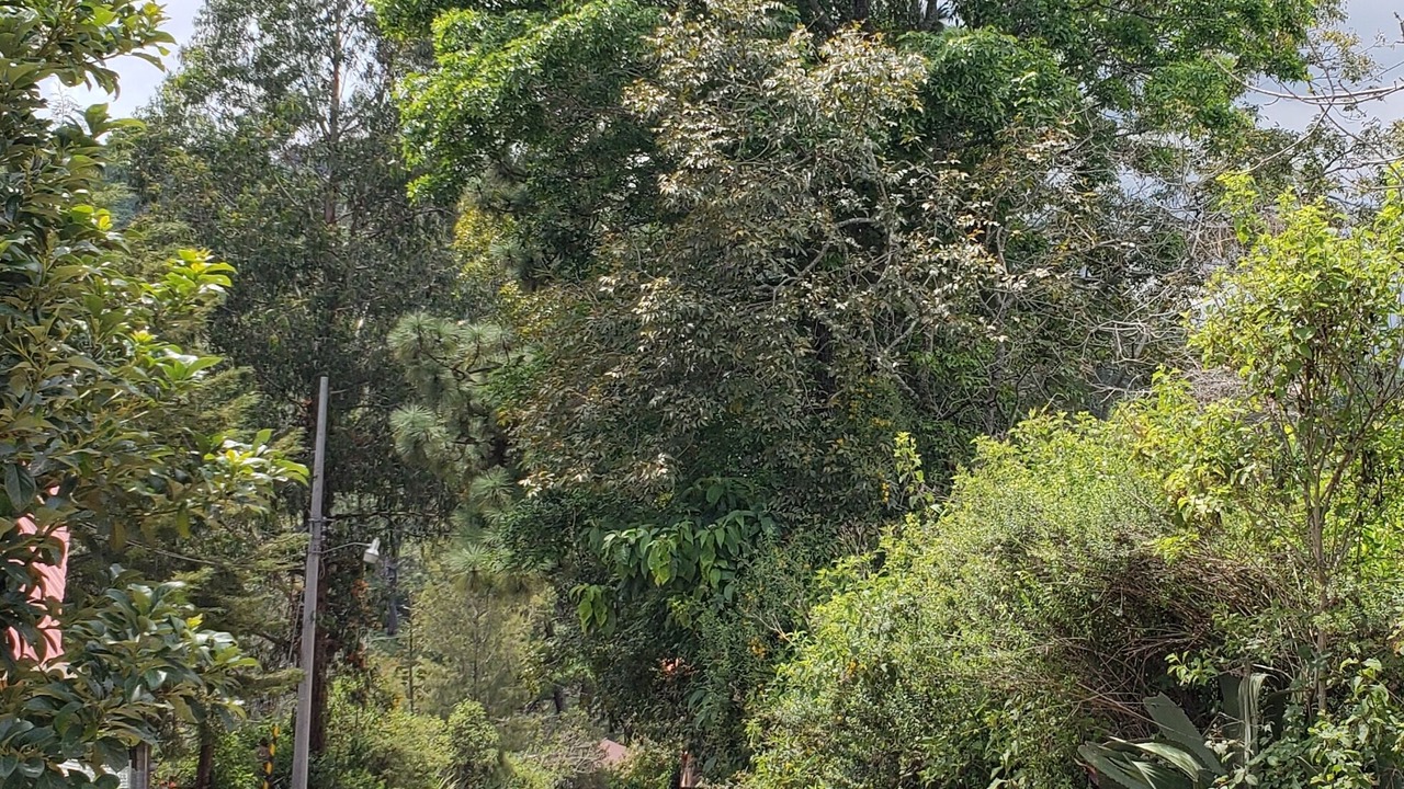 Photo of Outdoor in Mazamitla