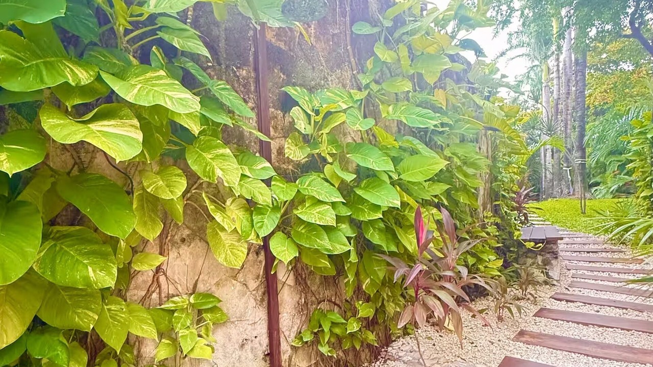 Photo of Outdoor in Playacar Fase II