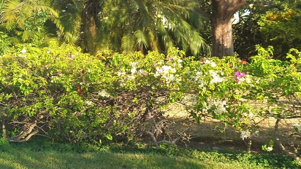 Photo of Outdoor in Puerto Vallarta