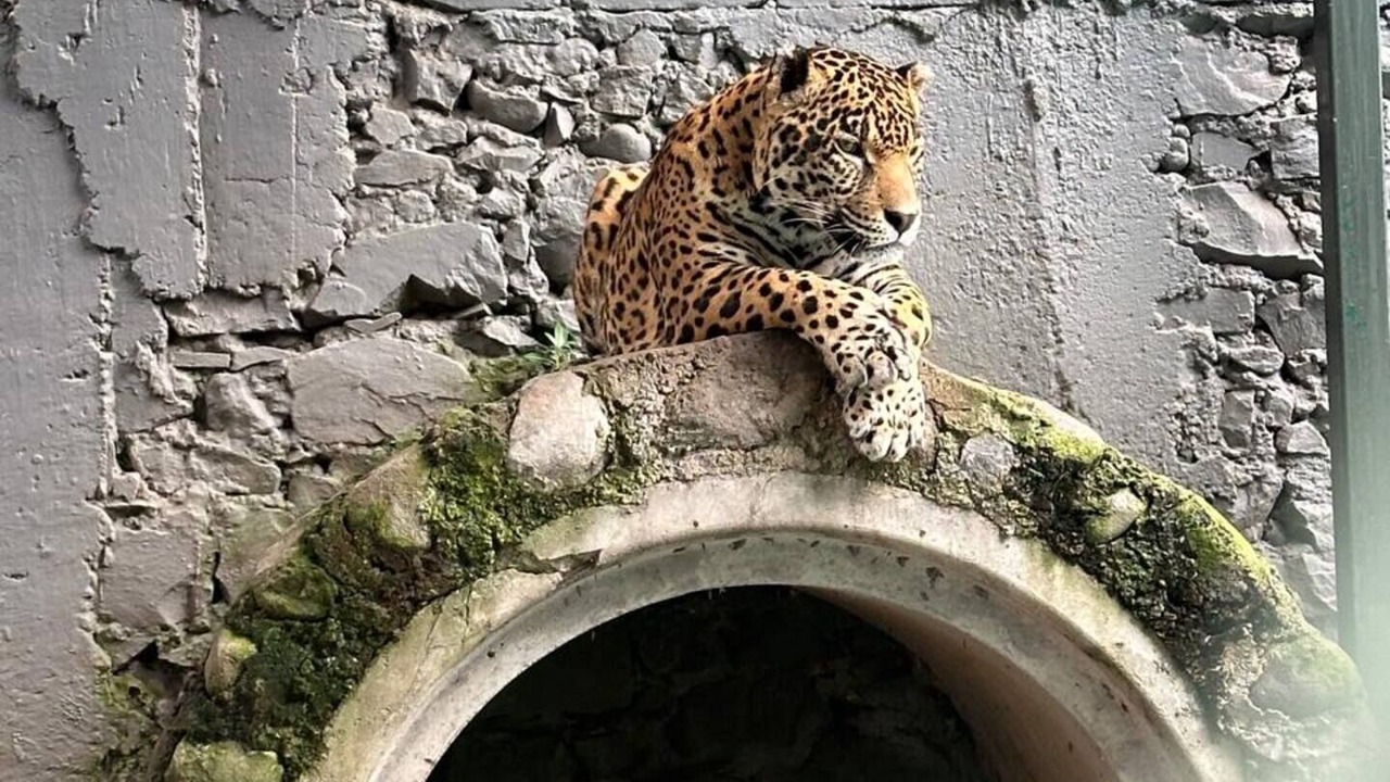Photo of Others in Orizaba