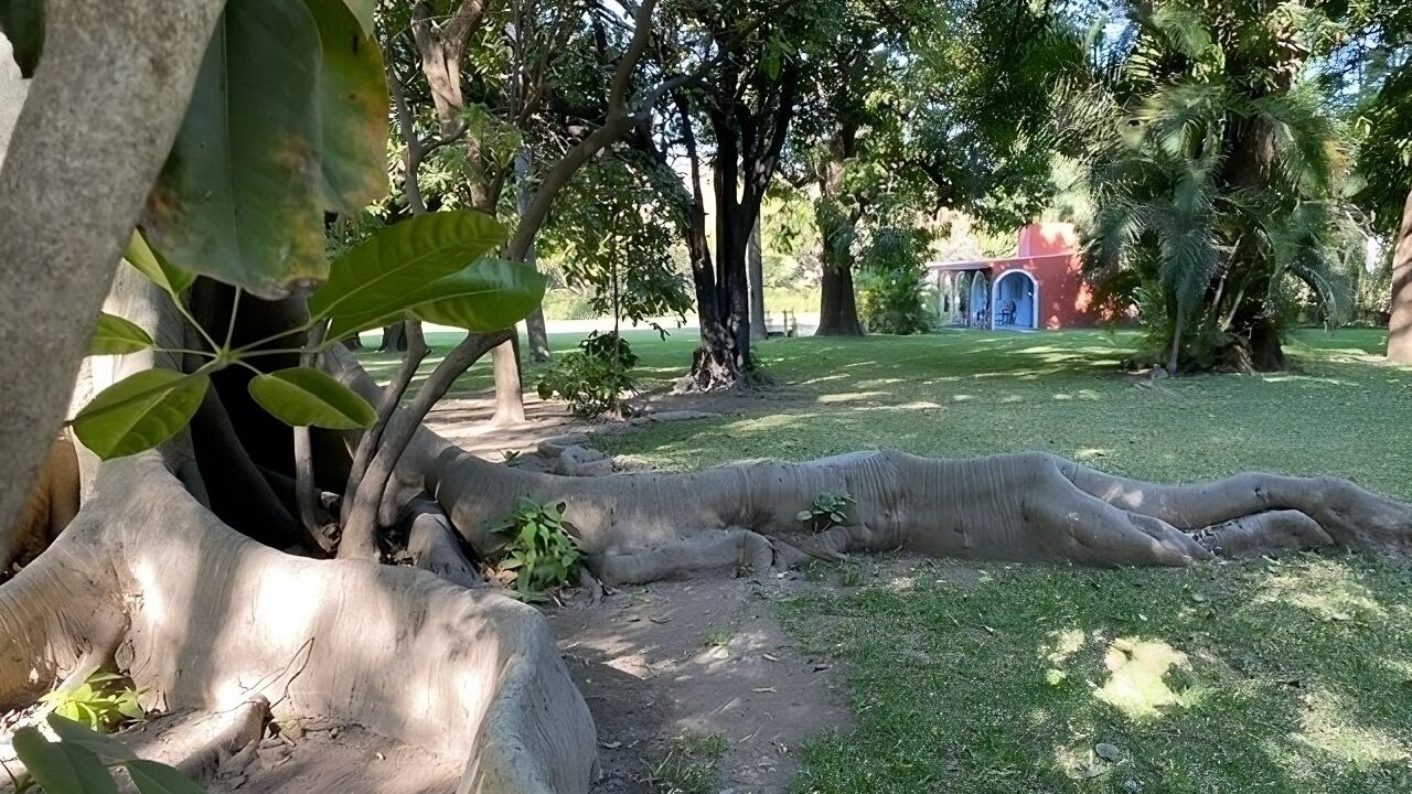Photo of Outdoor in Yautepec