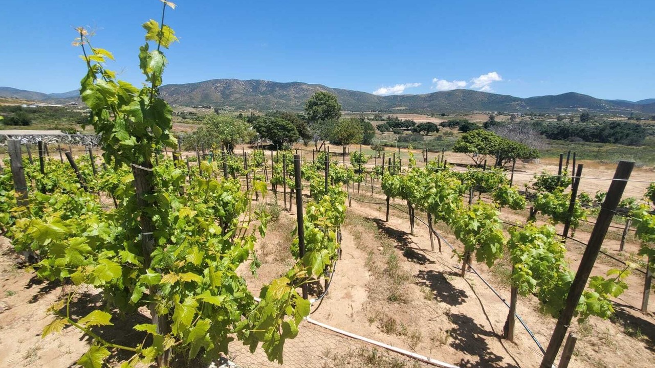 Photo of Others in Valle de Guadalupe