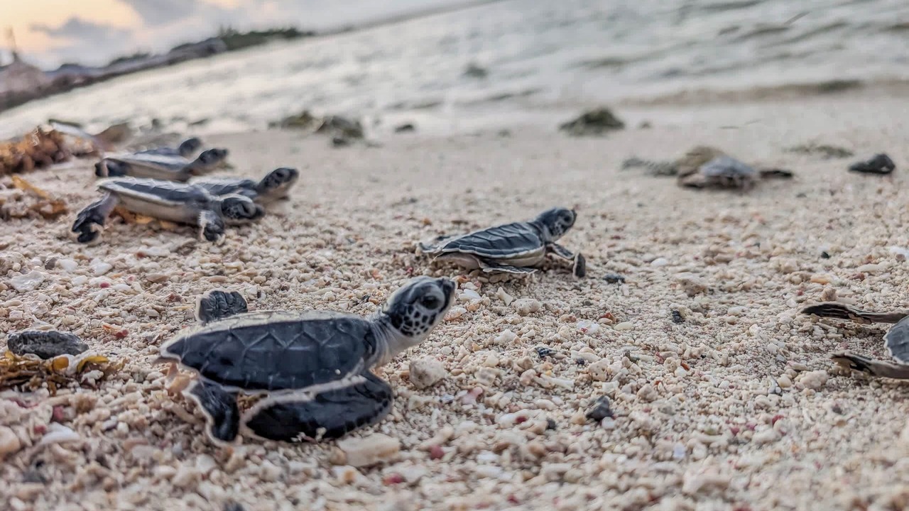 Photo of Others in Soliman Bay