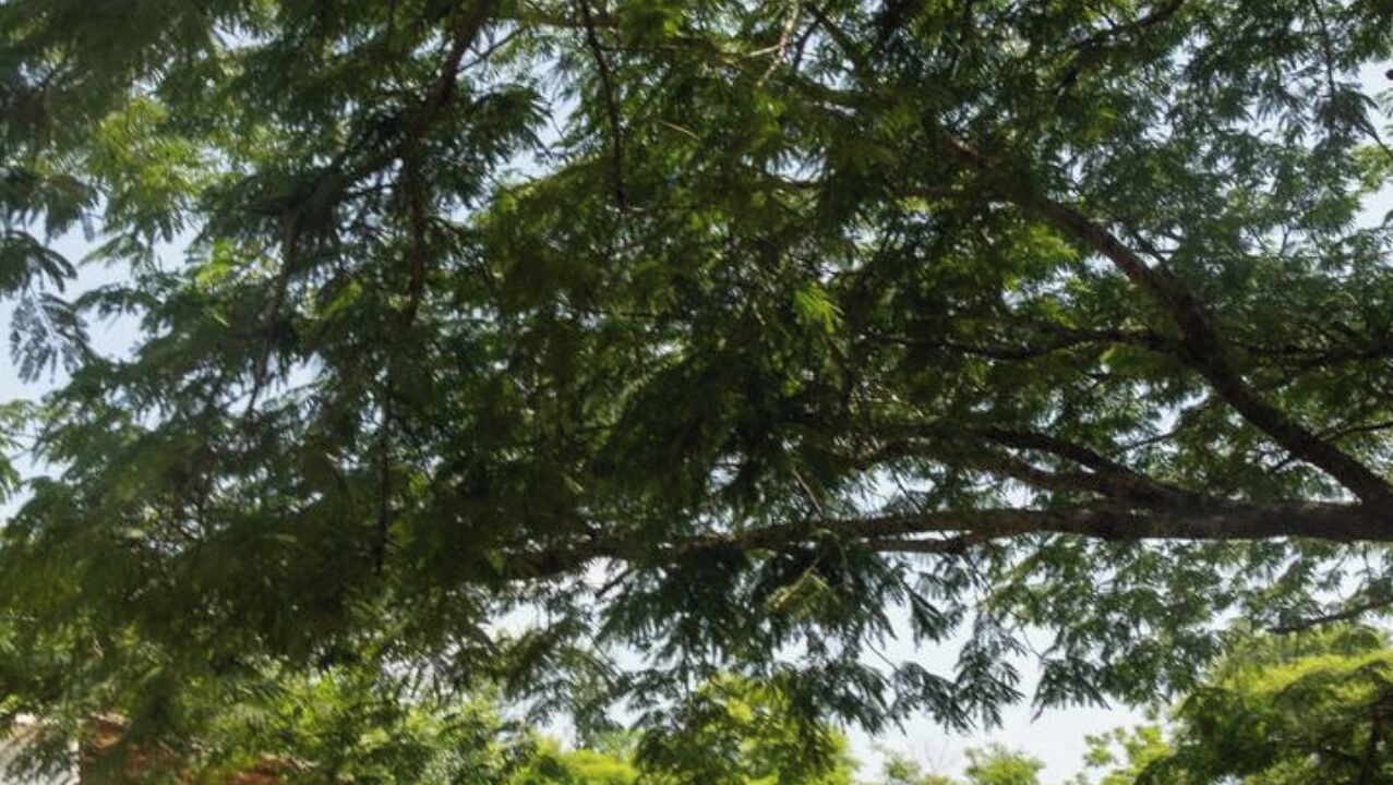 Photo of Outdoor in Brisas de Zicatela
