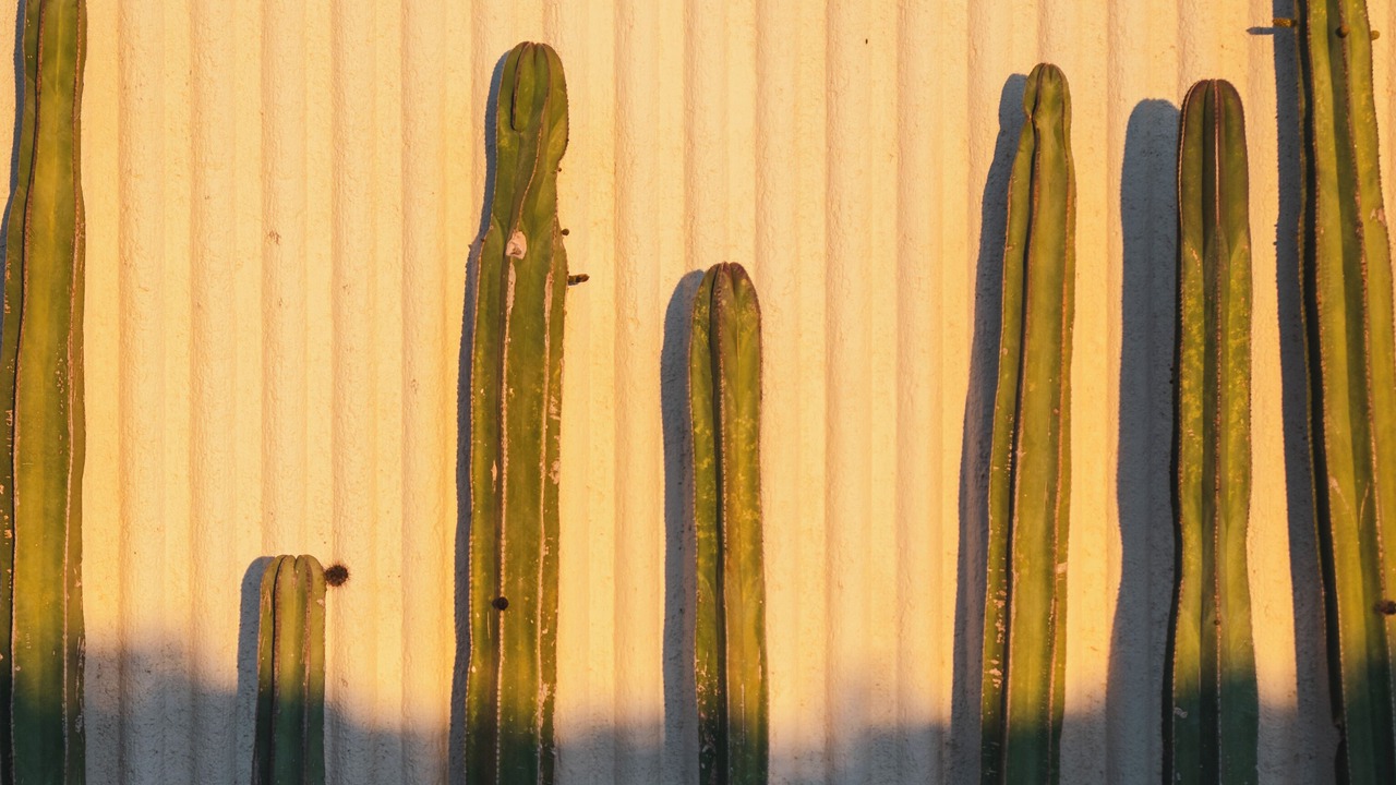 Photo of Others in El Pescadero