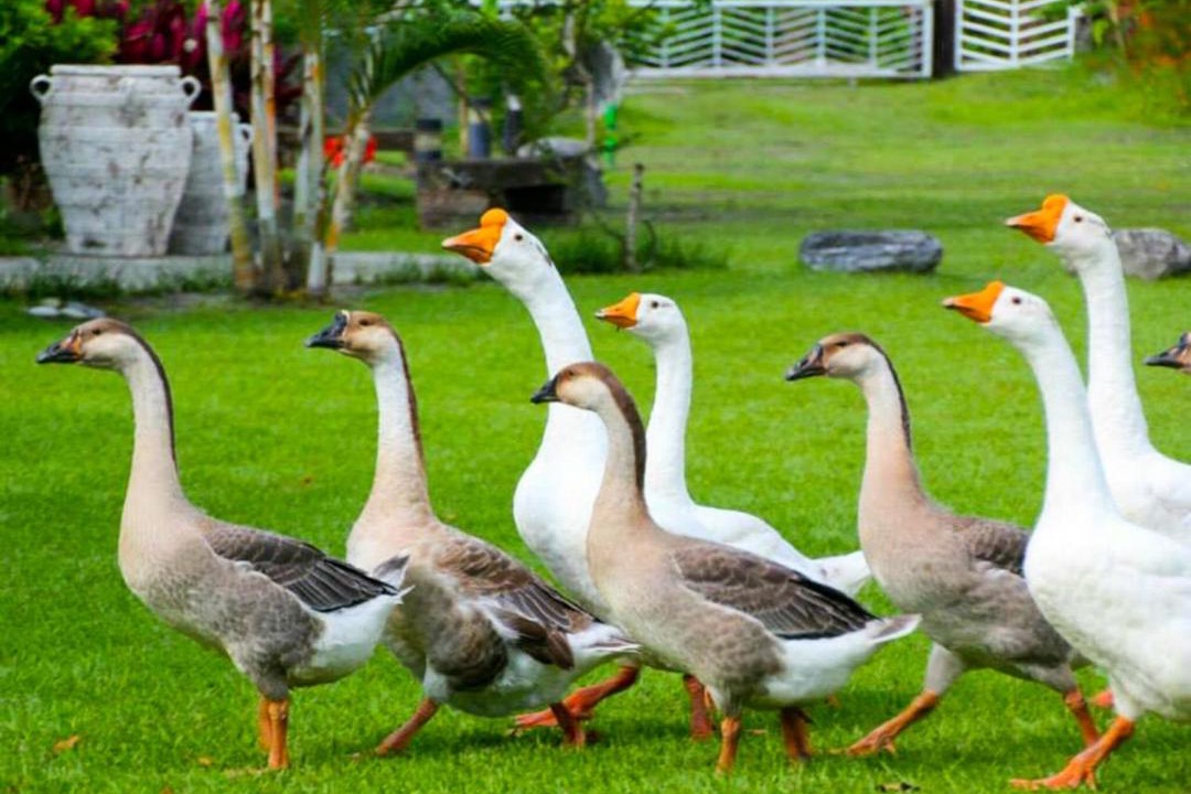 Photo of Others in Fenglin