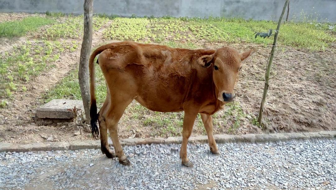 Photo of Others in Phong Nha