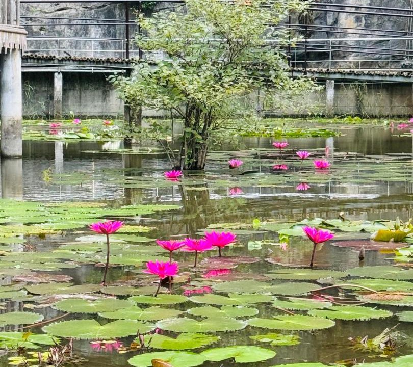 Photo of Others in Hoa Lu