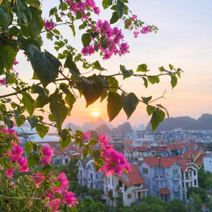 Photo of Others in Ha Long