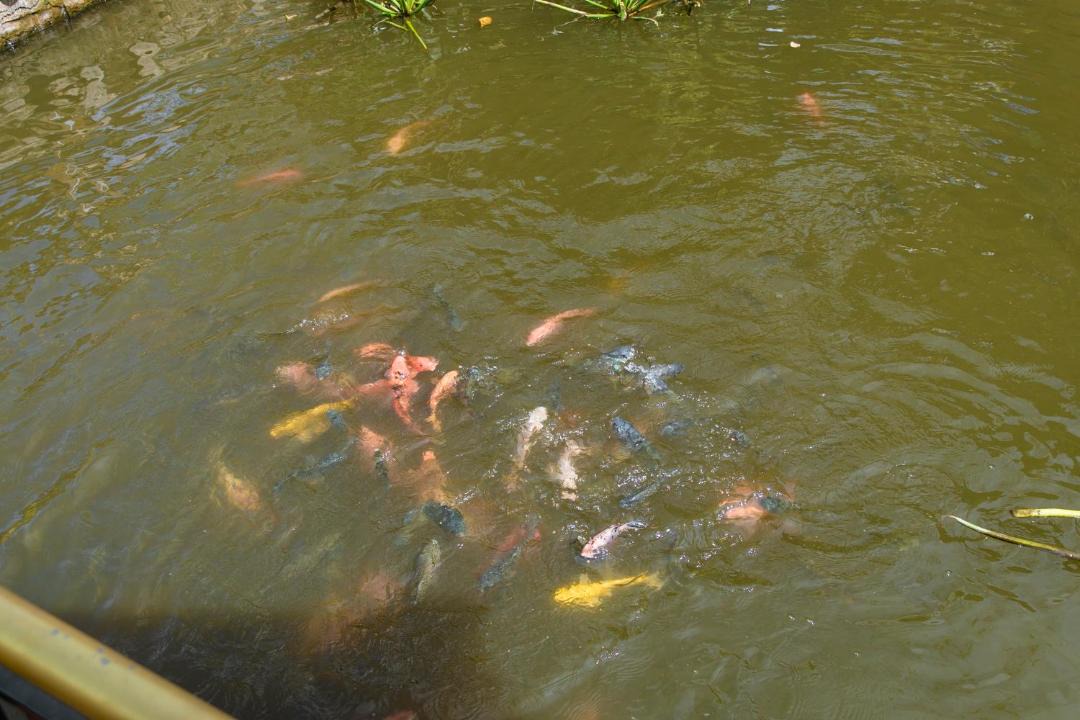 Photo of Others in Ham Tan