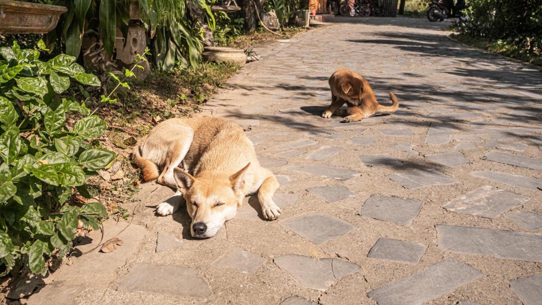 Photo of Others in Hoa Lu
