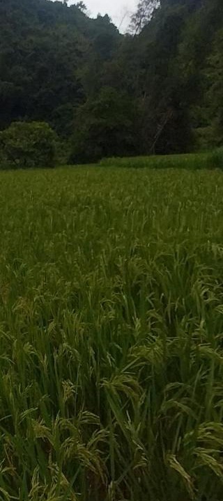 Photo of Others in Trung Khanh