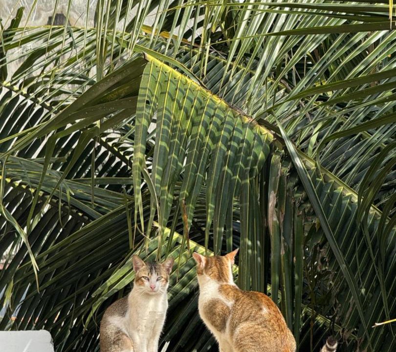 Photo of Others in Hoai Nhon