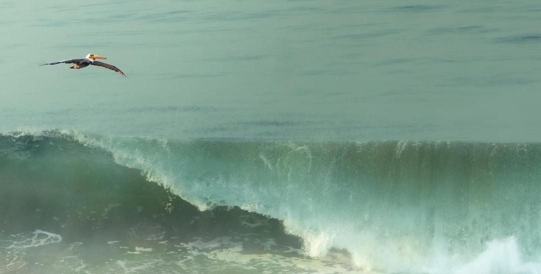 Photo of Human In Picture in Puerto Escondido