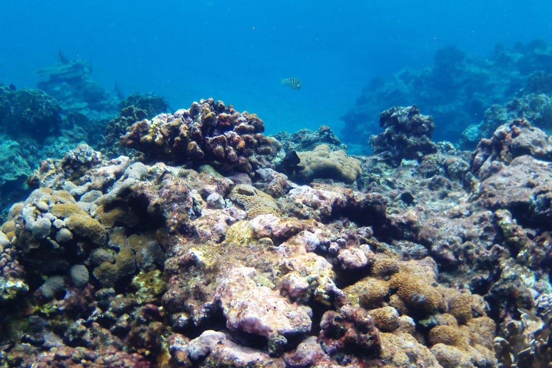 Photo of Others in Lanyu
