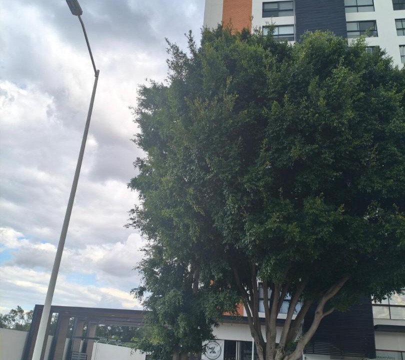 Photo of Others in Guadalajara