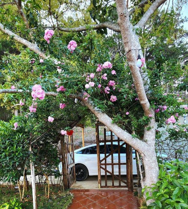 Photo of Others in Da Lat