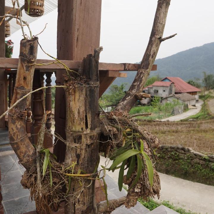 Photo of Others in Ha Giang