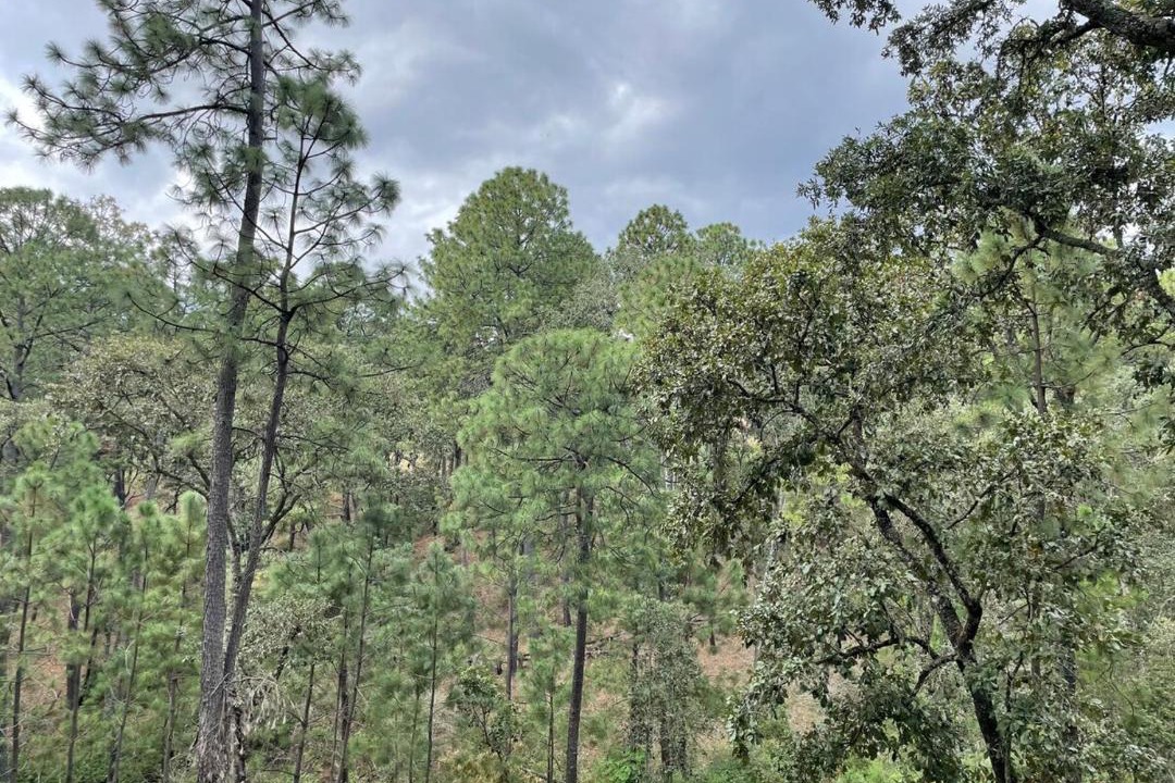 Photo of Outdoor in Tapalpa