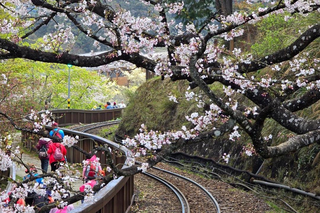 Photo of Others in Alishan