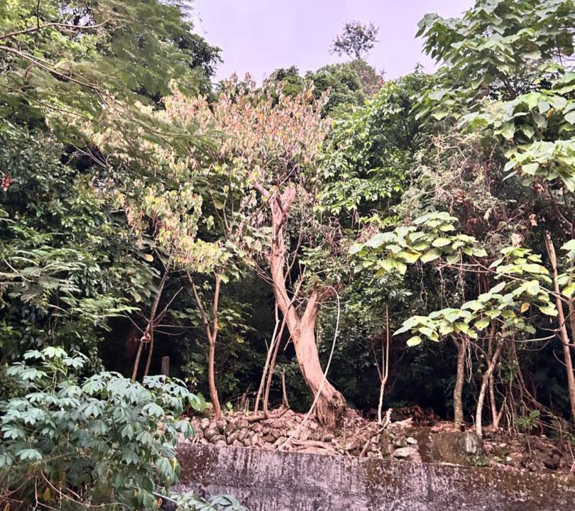 Photo of Others in Shuili
